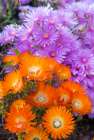 USA, Los Angeles, California. Brilliant color blooming succulents Art Print